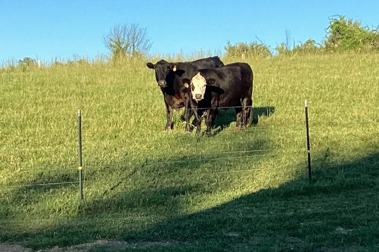 Image of cows in pasture
